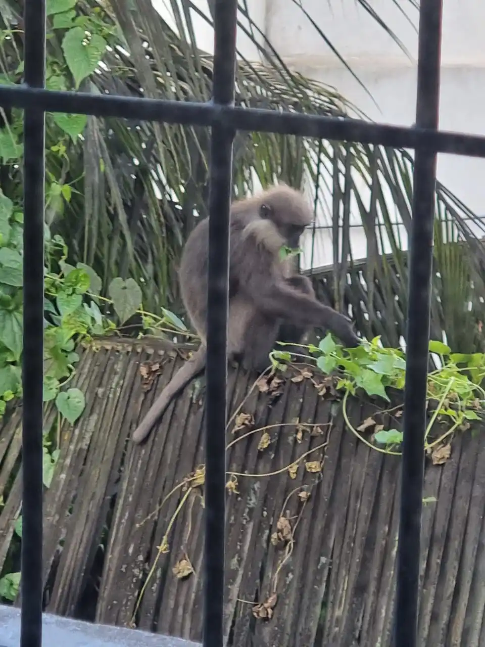 Native Srilanken Monkey